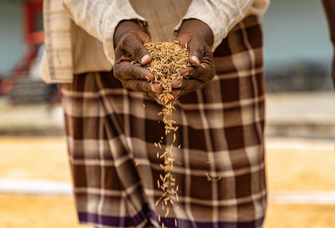 Person holding and pouring a handful of rice seeds