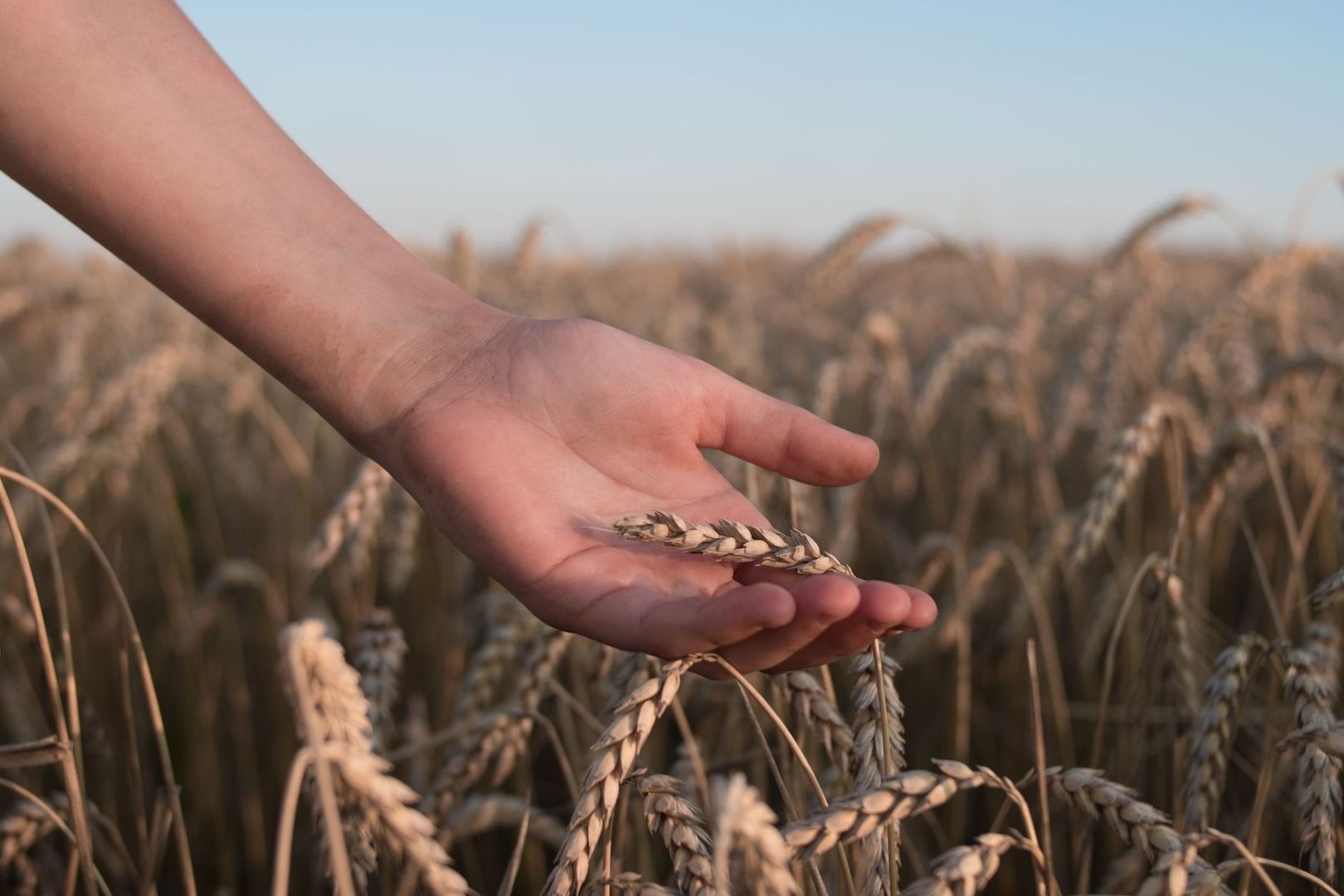 Open hand holding a wheat ear in a mature field
