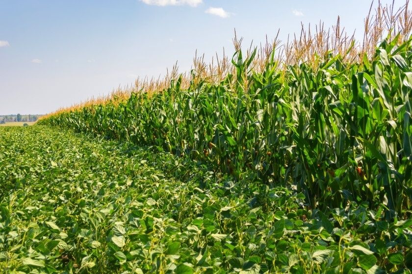 Dense corn row bordering a low-growing green crop in open farmland