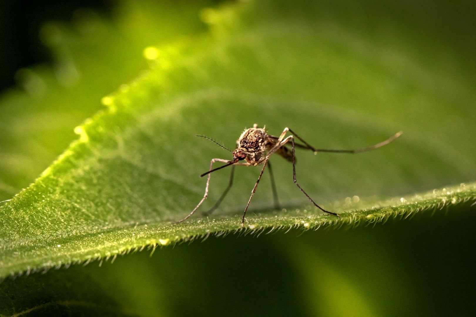 Close-up of a mosquito standing on a fuzzy green leaf