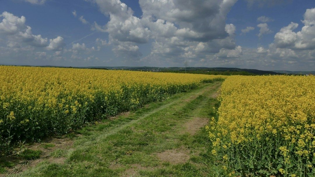 Yellow oilseed rape field with a grassy track under cloudy skies